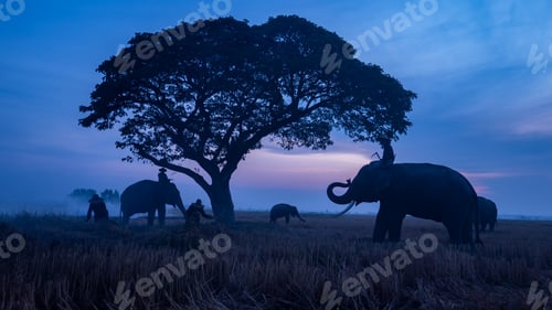 Preview: Silhouette of an elephants, ostrich and stunning eagle in Thailand. Landscape scene.