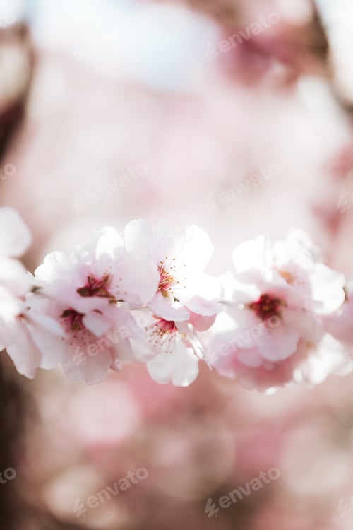 Preview: Almond blossom in springtime. Blooming almond tree with white and pink flowers.