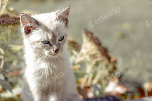Preview: white cat