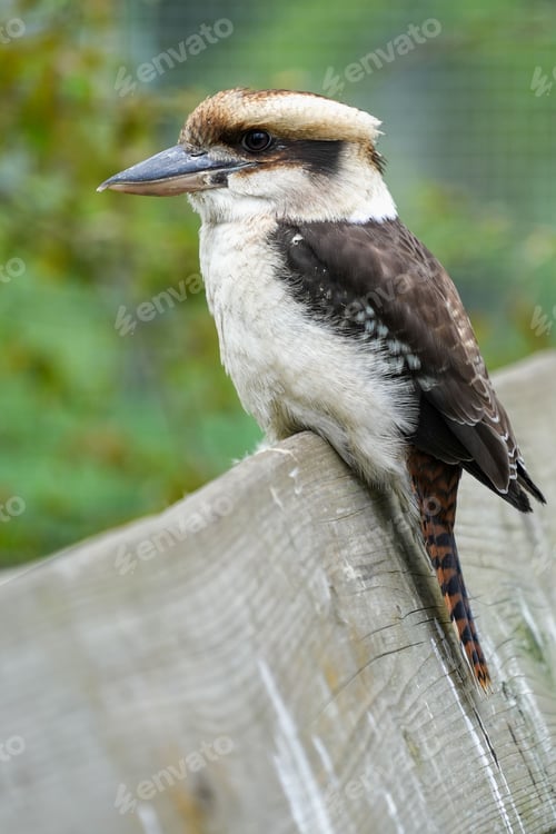 Preview: Vertical shot of a bird with a sharp beak sitting on a stick