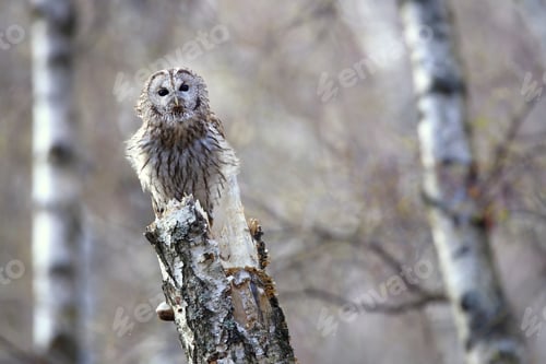 Preview: Alert tawny owl sitting on a birch stump and looking into camera with copy space
