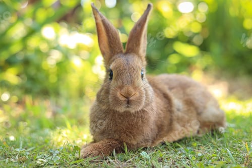 Preview: Cute fluffy rabbit on green grass outdoors