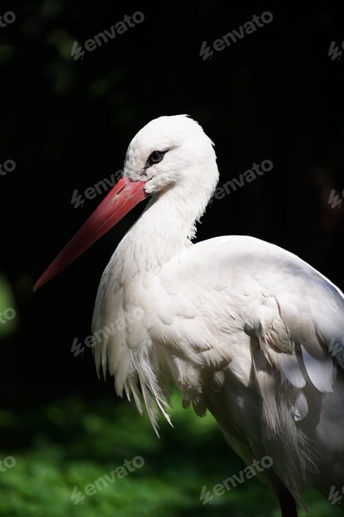 Preview: White stork against a dark background