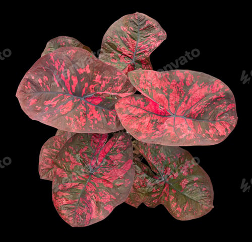 Preview: Beautiful colorful caladium on Black background isolate with clipping path. Queen