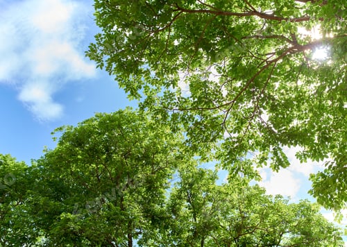 Preview: green leaves against blue sky