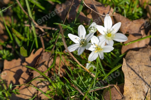 Preview: Ornithogalum Umbellatum white flower in forest
