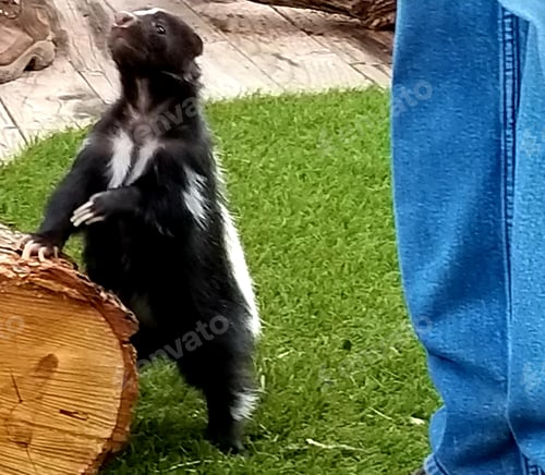 Preview: Playful Skunk Standing by Log in Green Field