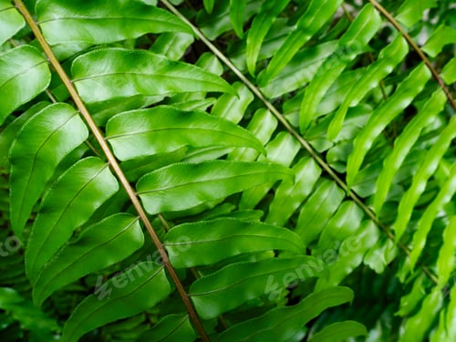 Vista previa: Fern leaf background green Nephrolepis