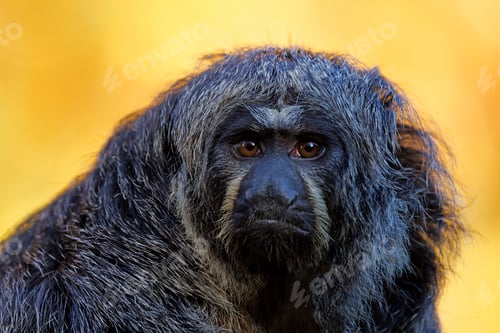 Preview: Close up shot of female white-faced saki (Pithecia)