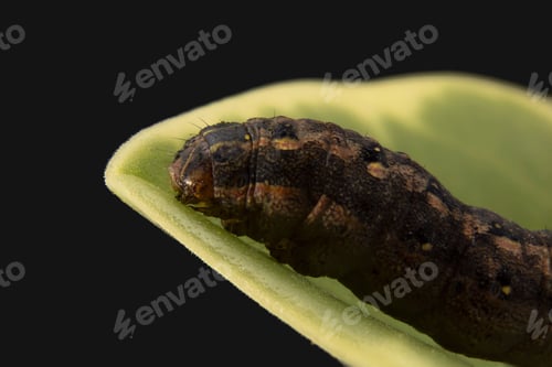 Preview: Closeup of an Egyptian cotton leafworm (Spodoptera littoralis) on a green leaf