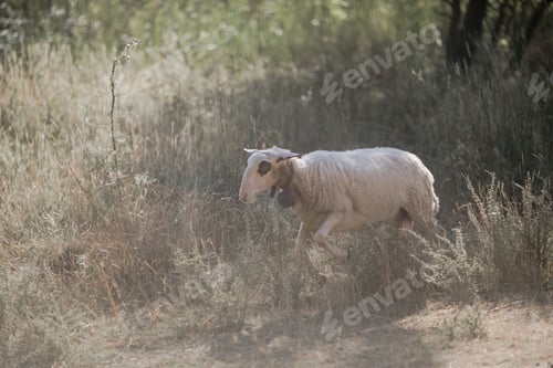Preview: Sheeps in paddock on wheat field background.Farm animals. Animal husbandry and agriculture.