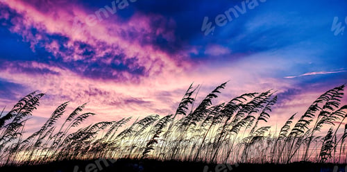 Preview: Nature’s beauty in colorful sky and beautiful sky in beach scene with tropical vibes on windy day.