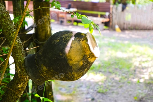 Preview: An old handmade cracked clay jug is drying on a tree branch. Ancient Ukrainian Slavic dishes.