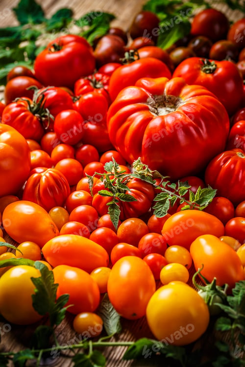 Preview: Freshly harvested tomatoes