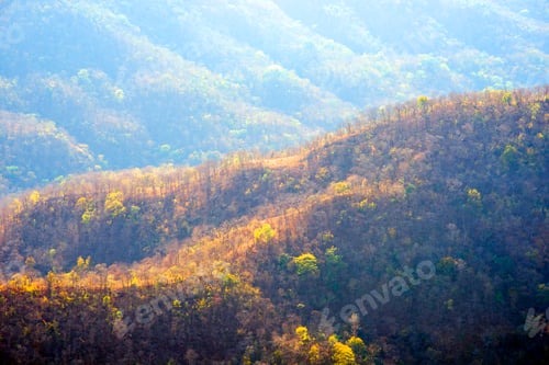 Preview: Summer landscape of mountain forest, India.