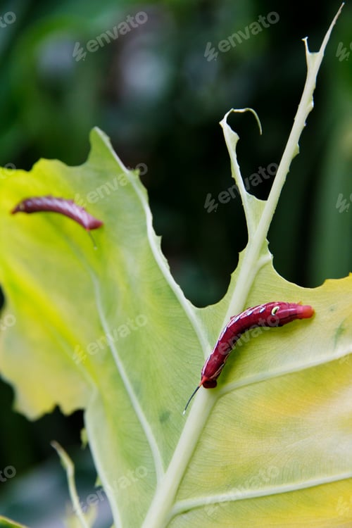 Preview: A Caterpillar Eating a Green Leaf