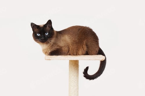 Preview: siamese cat resting on platform