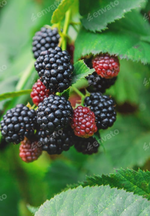 Preview: Blackberries grow in the garden. Selective focus.