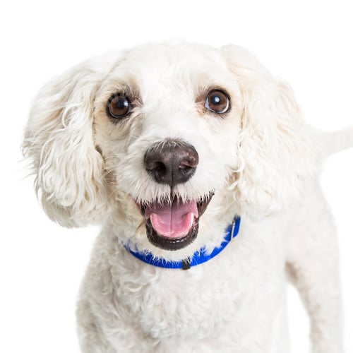 Preview: Portrait Happy White Poodle Dog
