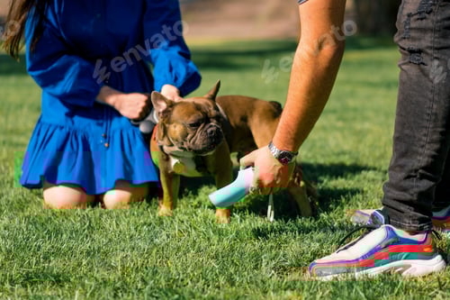 Preview: a couple gives water in a bottle from the hand to a small cute tired french bulldog dog in the park