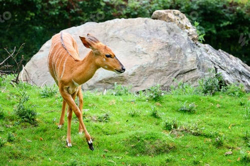 Preview: Female nyala antelope (Tragelaphus angasii)