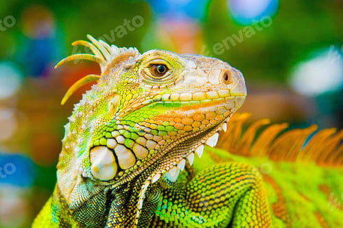 Preview: chameleon, reptile, pet, coloured, colours