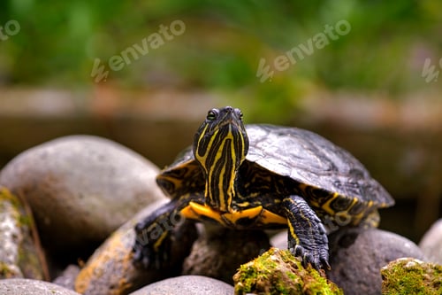 Preview: Eastern painted turtle