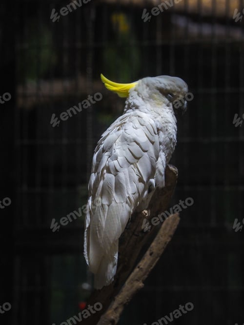 Preview: Sulphur-crested cockatoo perched atop a branch.