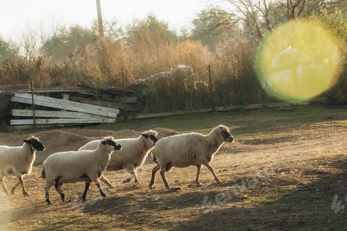 Preview: Flock of Sheep Grazing on a Rural Field During Sunset