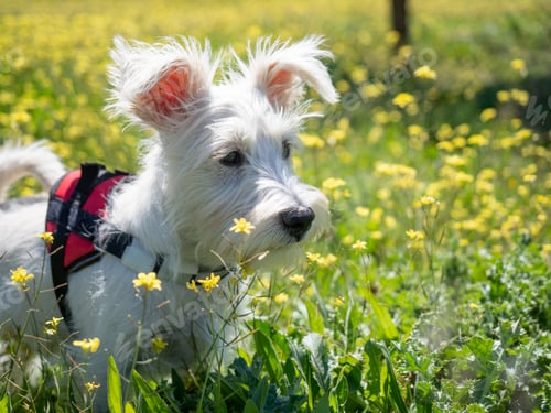 Preview: Puppy schnauzer puppy in white color and with red harness watch closely