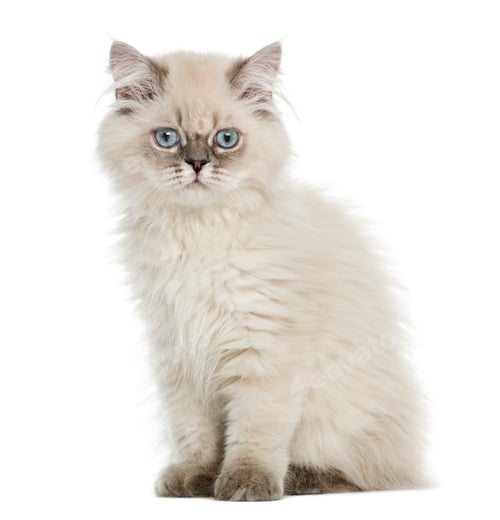 Preview: British Longhair kitten sitting, lloking at the camera, 5 months old, isolated on white
