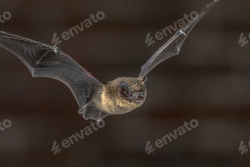 Preview: Close up of Flying Pipistrelle bat