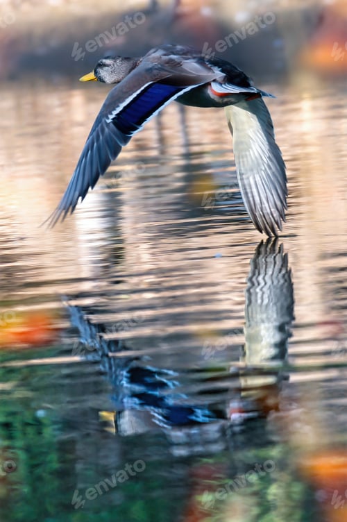 Preview: Photograph of a mallard duck flying and it's wingtip just touching the water