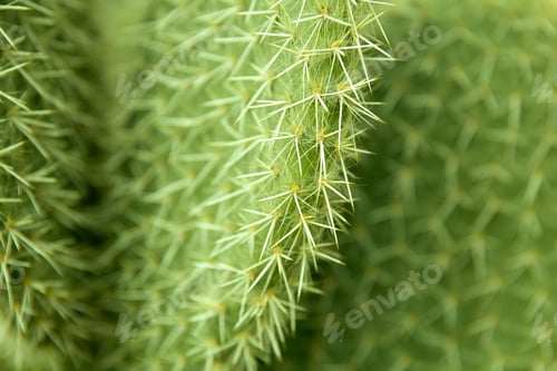 Preview: Closeup detail of the cactus