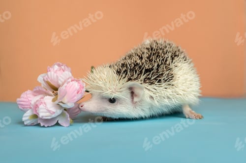 Preview: Cute funny hedgehog smells flowers. Treating seasonal allergies. Allergy to animals and flowering. S