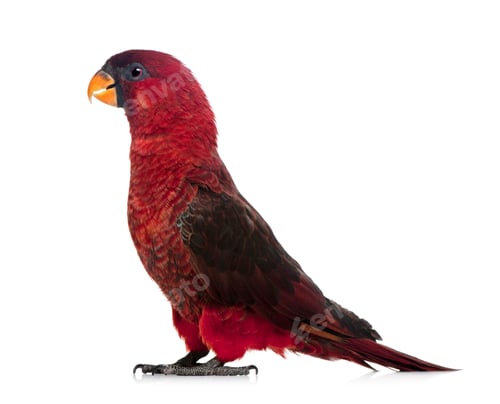 Preview: Cardinal Lory, Chalcopsitta cardinalis, standing in front of white background