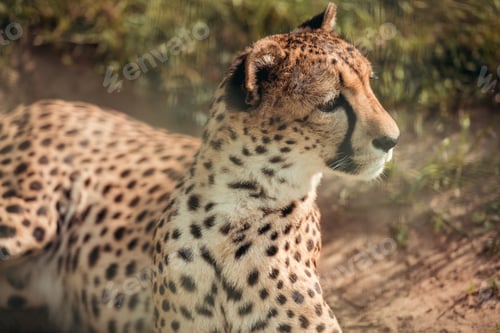 Preview: close up view of beautiful cheetah animal looking away at zoo