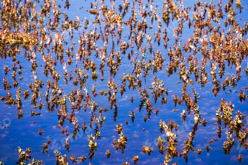 Preview: Small marsh plants