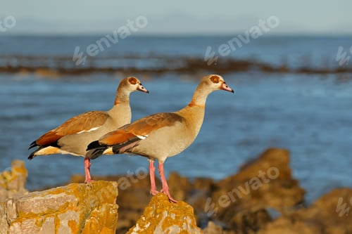 Preview: Egyptian geese perched on a rock