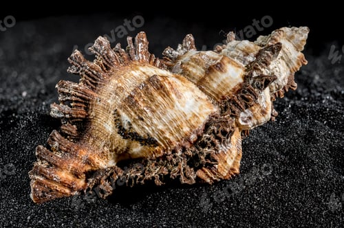 Preview: Hexaplex princeps shell on a black sand background