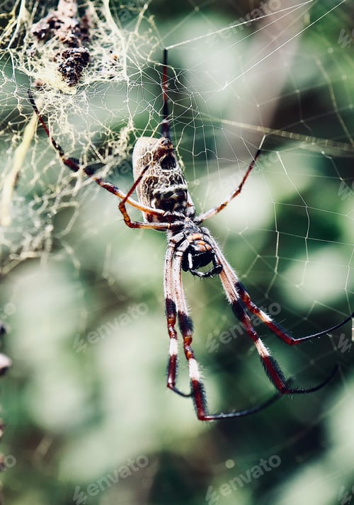 Preview: Close-up of an Orb Spider in the center of its web