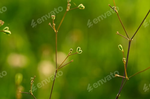 Preview: close up of a plant