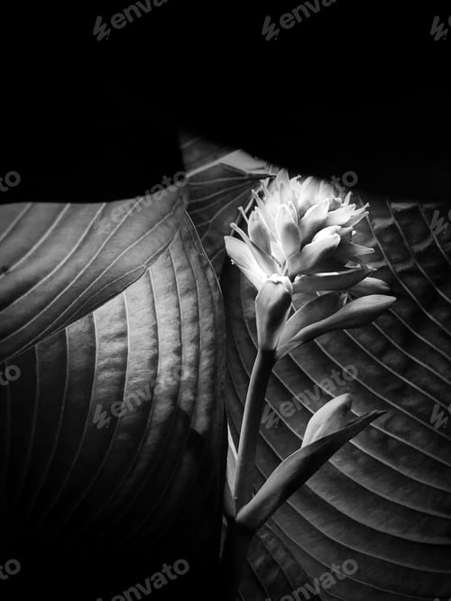 Preview: Monochrome Bloom: Delicate Flower in Shadow