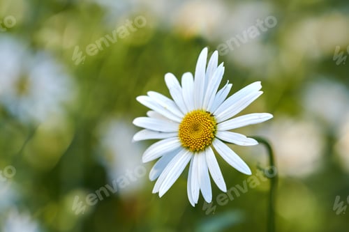 Preview: Daisy - Marguerite