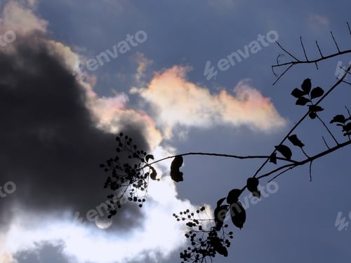 Preview: Iridescent Clouds With Sun And Branch - Photograph Of A Dark Cloud With Some Iridescence And The