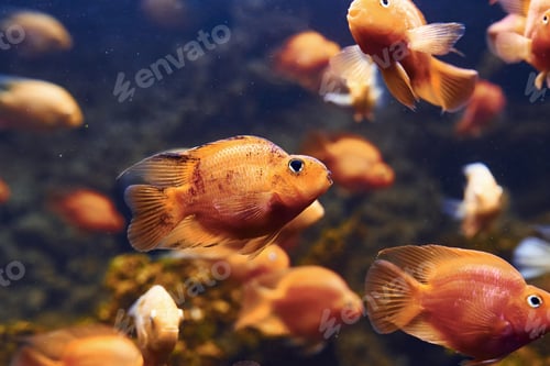 Preview: Red parrot cichlid. Underwater close up view of tropical fishes. Life in ocean