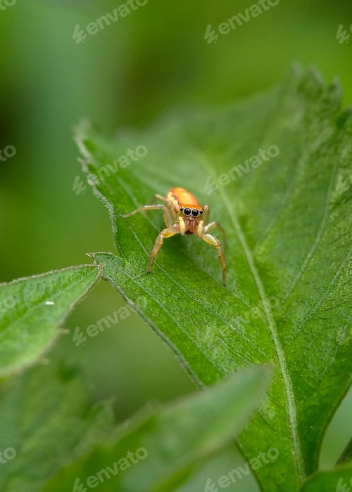 Preview: Jumping Spider Close Up Portrait on Green Leaf