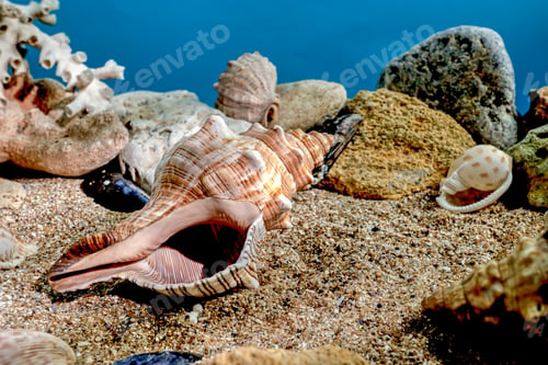 Preview: Trapezium fascilarium seashell underwater