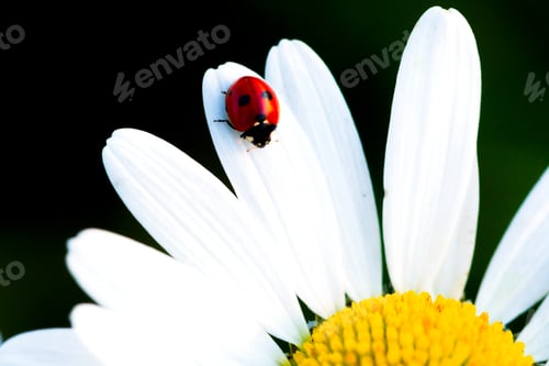 Preview: Beetle Ladybug and chamomile flower