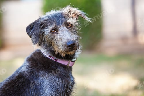 Preview: Terrier Dog Outdoors Closeup